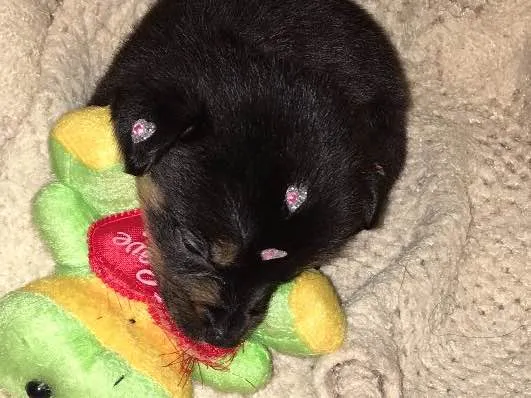 Cachorro ra a Vira lata idade 2 a 6 meses nome Balu