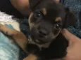 Balu