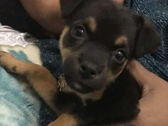 Cachorro ra a Vira lata idade 2 a 6 meses nome Balu