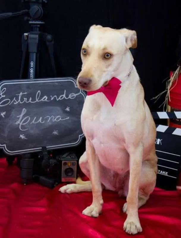 Cachorro ra a Labrador idade 1 ano nome Luna