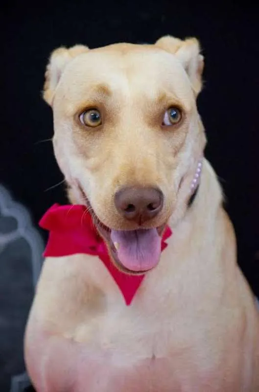 Cachorro ra a Labrador idade 1 ano nome Luna