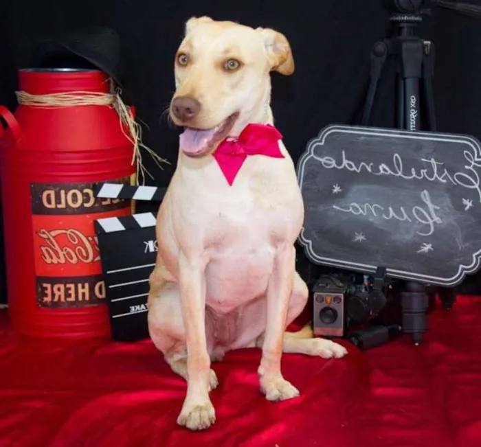 Cachorro ra a Labrador idade 1 ano nome Luna