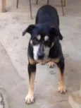 Apolo