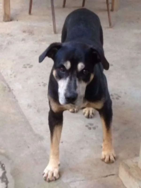 Cachorro raça Vira latas idade 6 ou mais anos nome Apolo