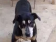 Apolo