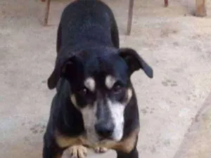 Cachorro raça Vira latas idade 6 ou mais anos nome Apolo
