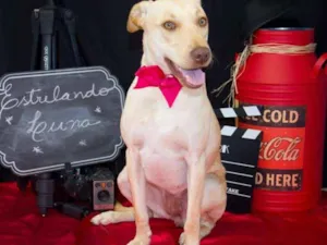 Cachorro raça Labrador idade 1 ano nome Luna