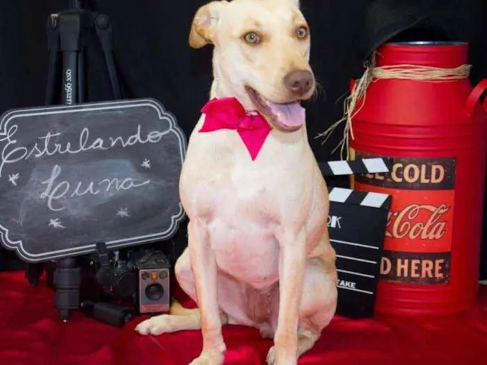 Cachorro ra a Labrador idade 1 ano nome Luna