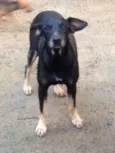 Kiko