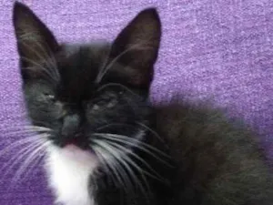 Gato raça SRD idade 2 a 6 meses nome Pretinho