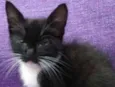 Pretinho