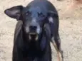 Kiko