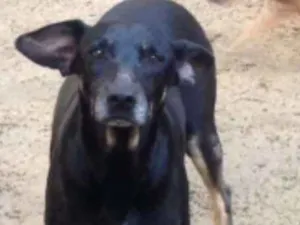 Cachorro raça Vira latas idade 6 ou mais anos nome Kiko