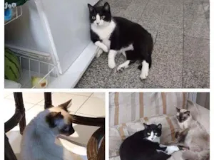 Gato raça SRD/Siamês idade  nome Pudim de Ameixa/Rome