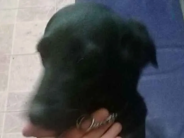 Cachorro ra a VL idade 7 a 11 meses nome Sem nome