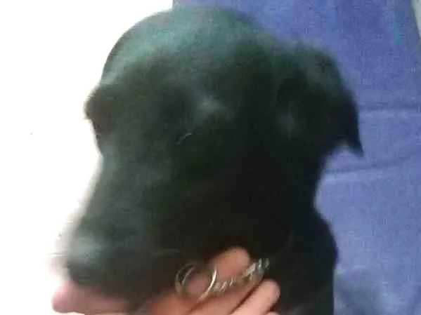 Cachorro ra a VL idade 7 a 11 meses nome Sem nome