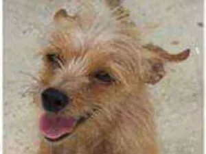 Cachorro raça Pinscher  idade 2 anos nome Morena 