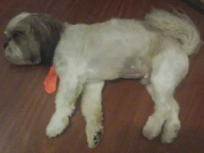 Cachorro raça lhasa apso idade 2 anos nome PUF