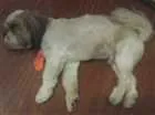 Cachorro raça lhasa apso idade 2 anos nome PUF