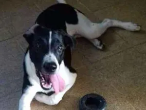 Cachorro raça SRD idade 7 a 11 meses nome Faísca