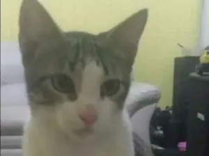 Gato raça indefinida idade 2 a 6 meses nome tigrinho