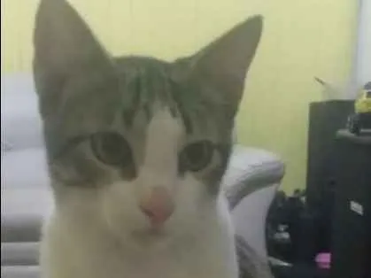 Gato ra a indefinida idade 2 a 6 meses nome tigrinho