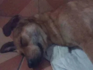 Cachorro raça Vira lata idade  nome Não possui