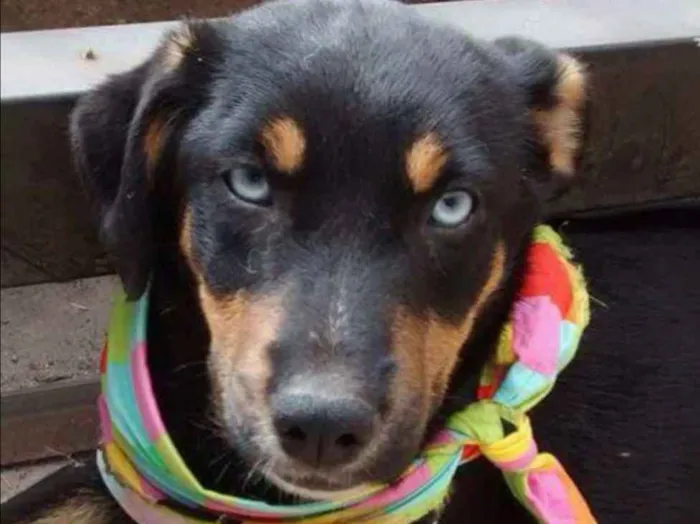 Cachorro ra a Sem raça definida idade 2 a 6 meses nome Filhotes 