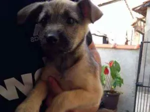 Cachorro raça ñão sei idade 2 a 6 meses nome bibi