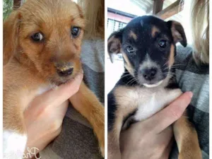 Cachorro raça Sem raça definida idade Abaixo de 2 meses nome Não tem