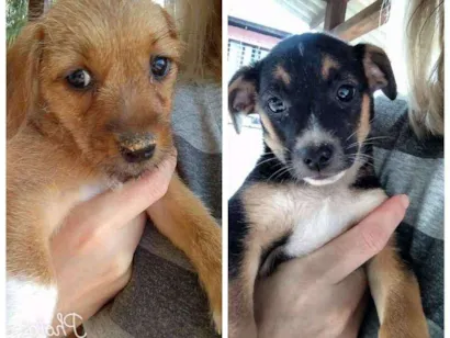 Cachorro raça Sem raça definida idade Abaixo de 2 meses nome Não tem