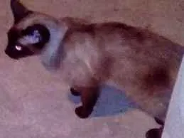 Gato ra a siames idade 2 a 6 meses nome Gatinha