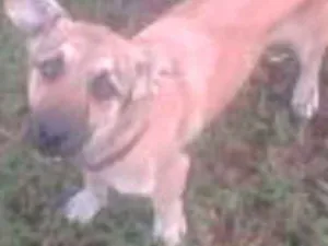 Cachorro raça vira-lata idade 7 a 11 meses nome Jack