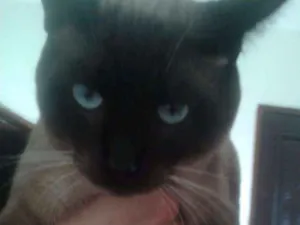 Gato raça siames  idade 1 ano nome Kamon