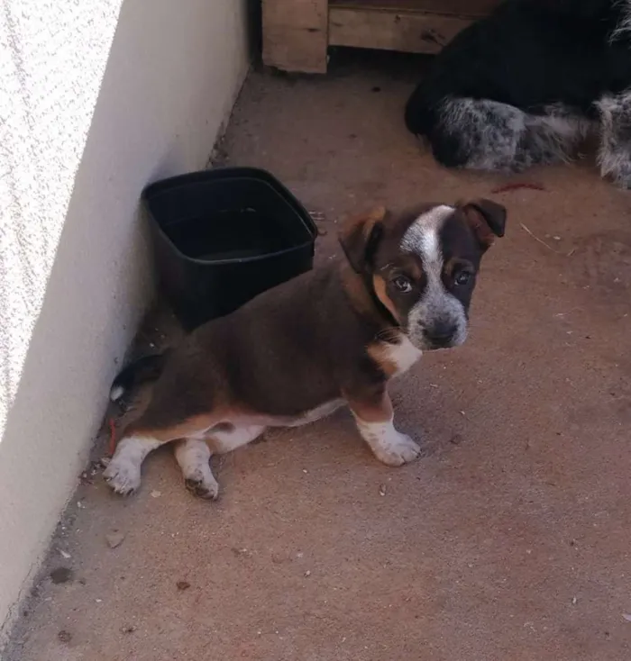 Cachorro ra a Indefinido idade 2 a 6 meses nome Flor