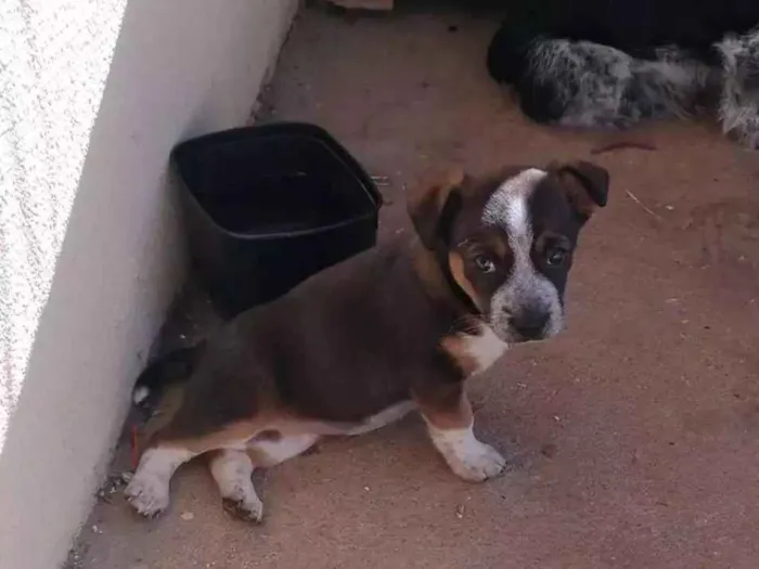 Cachorro ra a Indefinido idade 2 a 6 meses nome Flor