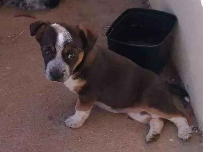 Cachorro ra a Indefinido idade 2 a 6 meses nome Flor