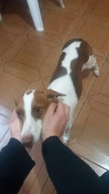 Cachorro raça ñ sei idade 3 anos nome a definir