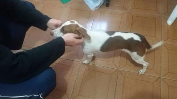 Cachorro raça ñ sei idade 3 anos nome a definir