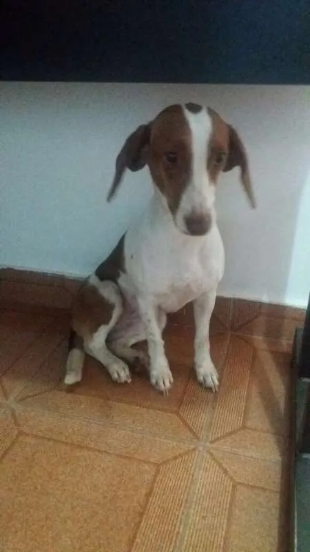 Cachorro raça ñ sei idade 3 anos nome a definir