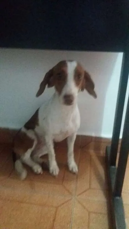Cachorro raça ñ sei idade 3 anos nome a definir