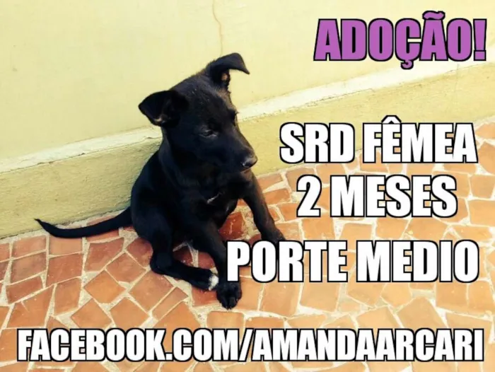 Cachorro ra a SRD idade 2 a 6 meses nome Bella
