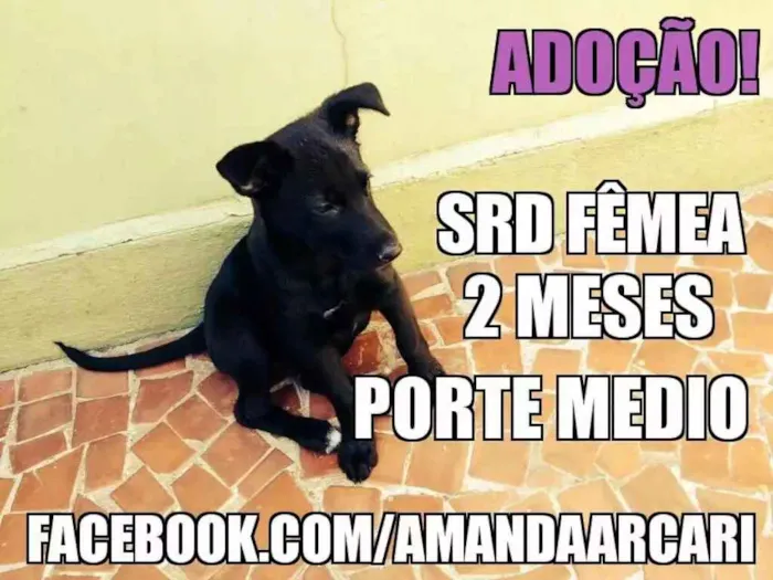 Cachorro ra a SRD idade 2 a 6 meses nome Bella