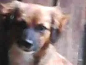 Cachorro raça SRD idade 3 anos nome Violeta GRATIFICA