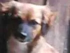 Cachorro raça SRD idade 3 anos nome Violeta GRATIFICA