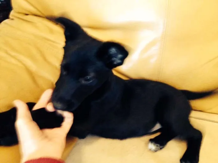 Cachorro ra a SRD idade 2 a 6 meses nome Bella