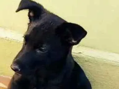 Cachorro ra a SRD idade 2 a 6 meses nome Bella