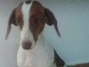 Cachorro raça ñ sei idade 3 anos nome a definir