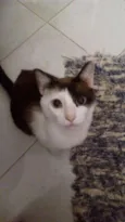 Gato raça  idade 4 anos nome Sundae