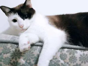 Gato raça  idade 4 anos nome Sundae